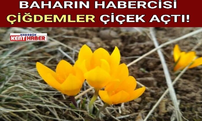BAHARIN HABERCİSİ ÇİĞDEMLER ÇİÇEK AÇTI!